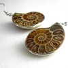 Ammonite Fossil Slice Earrings