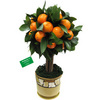 Апельсиновое дерево декоративное