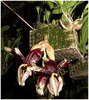 орхидея Stanhopea Tigrina