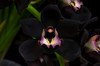 Cymbidium Kiwi Midnight