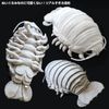 Гигантские isopod