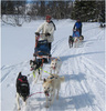 Путешествие по зимним пейзажам в упряжках с собаками хаски
