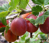 Hinnomaki Red Gooseberry