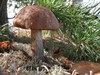 Съездить в лес за грибами