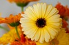 calendula seeds