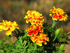 marigolds