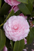 камелия светло-розовая Camellia japonica 'Pearl Maxwell'