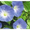 ipomoea heavenly blue