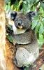 Погладить коалу