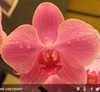 Орхидея фаленопсис нежно-розовая в горшочке