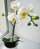 Орхидея фаленопсис белая в горшочке