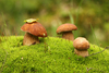 Пособирать грибы в лесу