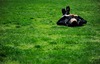 беззаботно лежать на траве