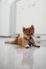 Shiba Inu