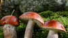 Сходить в лес за грибами