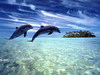 купание с дельфинами