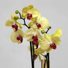 Желтая орхидея (фаленопсис)