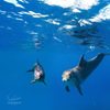 Поплавать в море с дельфинами