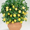 комнатное растение - Лимон