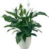 Спатифиллумы уоллиса / Spathiphyllum wallisii