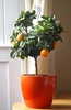Апельсиновое дерево в горшке