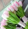 Нежные тюльпаны