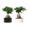 FICUS MICROCARPA GINSENG