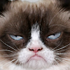 Что угодно с grumpy cat