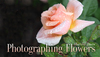 Photographing Flowers Online Course