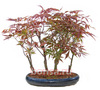 Бонсай Acer palmatum