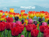 Skagit Valley Tulip Festival