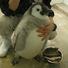 Обнять пингвина