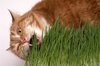 трава для кошки