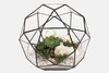 Glass terrarium by Blossom Universe