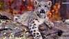 Белый свитшот со снежным леопардом