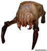 Head Crab