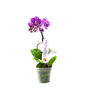 Орхидея Фаленопсис Violet