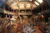 Paleontologique Musee