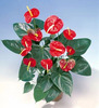 Anthurium (антуриум)