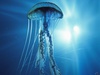 медузу в аквариуме