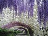 воочию увидеть тоннель цветов в Кавати Фудзи