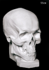 Гипсовый череп