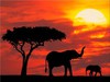 Afrique Voyage