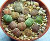 Lithops Pseudotruncatella