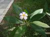 Цветок Плумерия