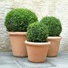 Самшит – Buxus