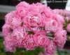 swanland pink -australien pink rosebud