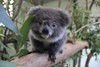 Погладить коалу и красную панду