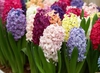 Любимые цветы: гиацинты
