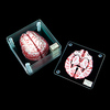 Brain Specimen Coasters